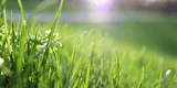 green bright dewy grass