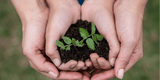 cupping plant and soil in hands